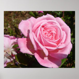 Roze Roos Rozentuin Lente Bloem Tuin Poster
