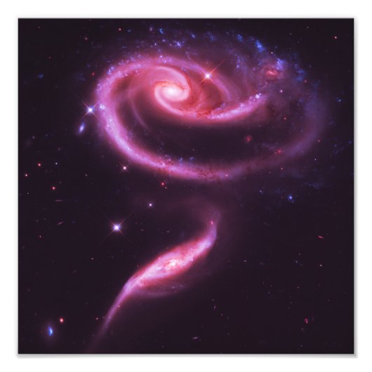 Roze Roos Stelsels Foto Afdruk (Voorkant)