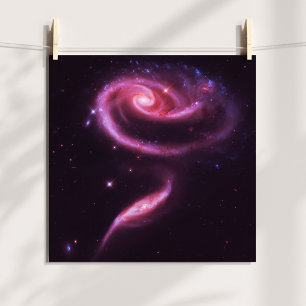 Roze Roos Stelsels Poster