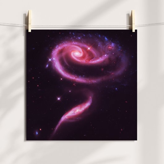 Roze Roos Stelsels Poster