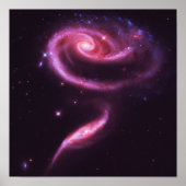 Roze Roos Stelsels Poster (Voorkant)