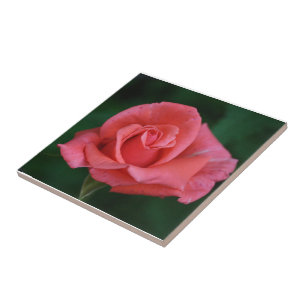Roze Roos Tegeltje