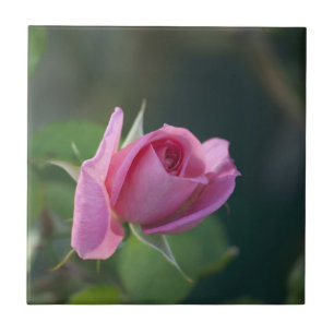 Roze Roos Tegeltje