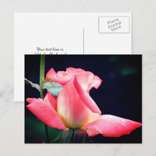Roze Roosknop Delight Bloem Fotografie Briefkaart