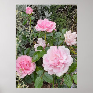 Roze Roosrozen Bloem Bloemisterij Tuin Radox Boeke Poster