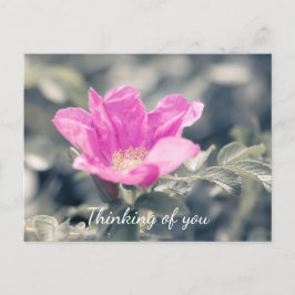 Roze Rosa Rugosa denkt aan jou Briefkaart