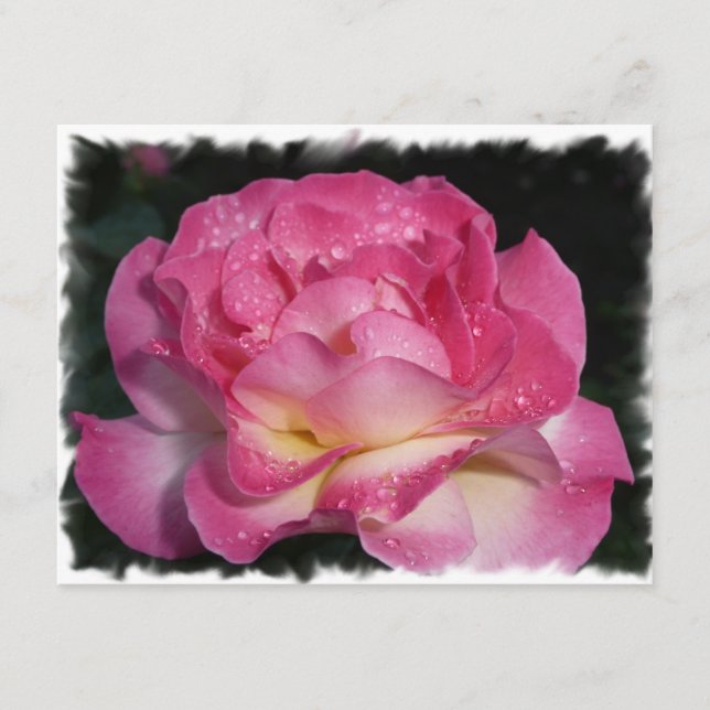 Roze Rose (Voorkant)