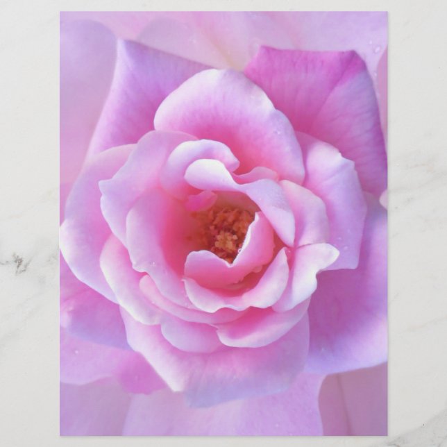  Roze Rose (Voorkant)