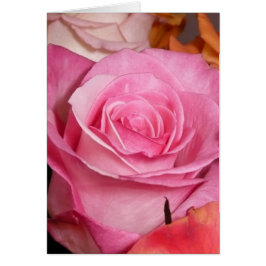 Roze Rose