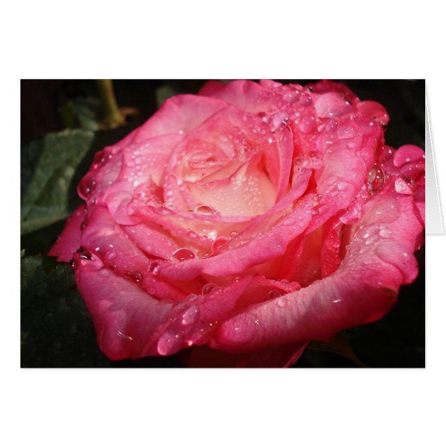 Roze Rose (Voorkant Horizontaal)