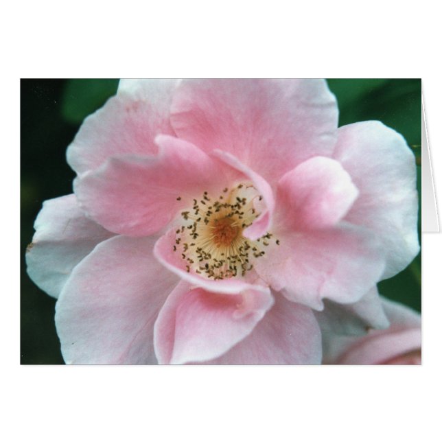 Roze Rose (Voorkant Horizontaal)