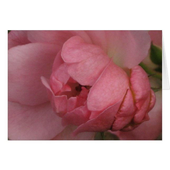 Roze Rose (Voorkant Horizontaal)