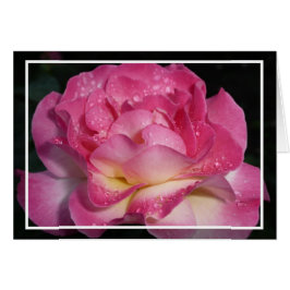 Roze Rose