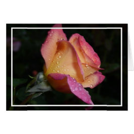 Roze Rose