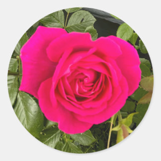 Roze Rose#4 Ronde Sticker