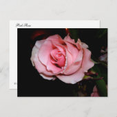 Roze Rose Aankondigingskaart (Voorkant / Achterkant)