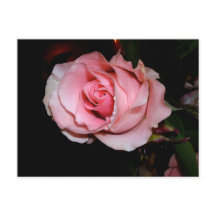 Roze Rose