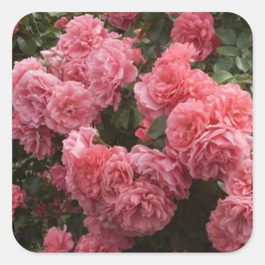 Roze Rose Bloemen Stickers (Voorkant)