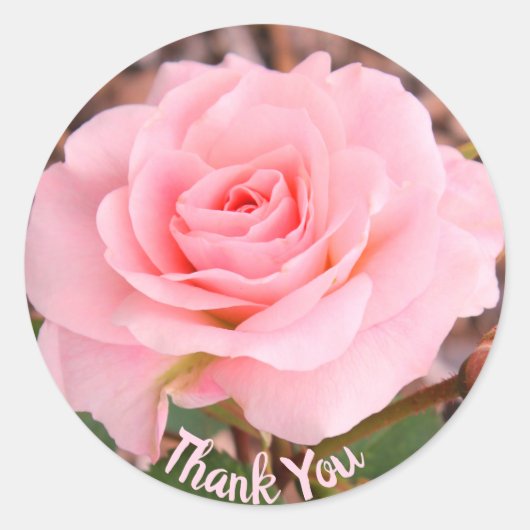 Roze Rose Bloom Ronde Sticker (Voorkant)