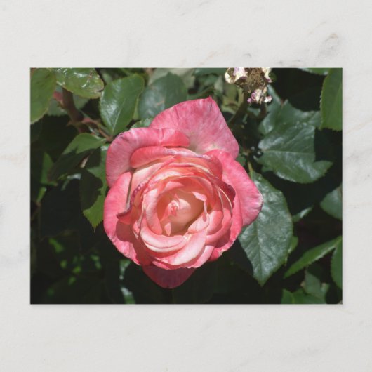 Roze Rose Briefkaart (Voorkant)