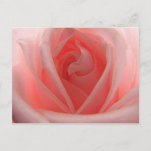 Roze Rose Briefkaart