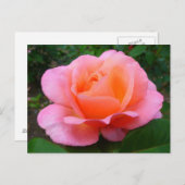Roze Rose Briefkaart (Voorkant / Achterkant)