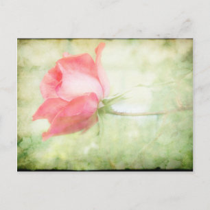 Roze Rose Briefkaart