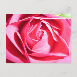 Roze Rose Briefkaart
