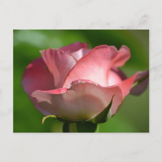  Roze Rose Briefkaart (Voorkant)