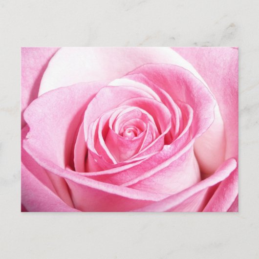 Roze Rose Briefkaart (Voorkant)