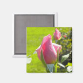 Roze Rose Bud Magnet Magneet (Voorkant / Achterkant)