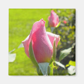 Roze Rose Bud Magnet Magneet (Voorkant)
