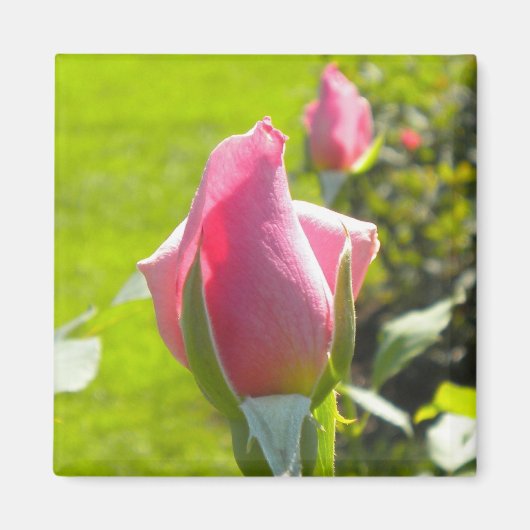 Roze Rose Bud Magnet Magneet (Voorkant)