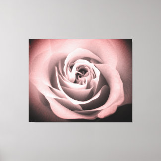 Roze Rose Canvas Afdruk