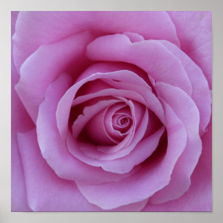 Roze Rose Center Poster