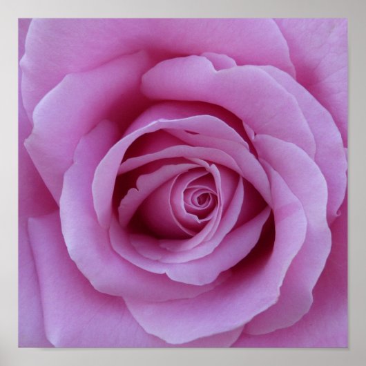 Roze Rose Center Poster (Voorkant)