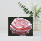 Roze Rose Close-up 2 Briefkaart (Staand voorkant)