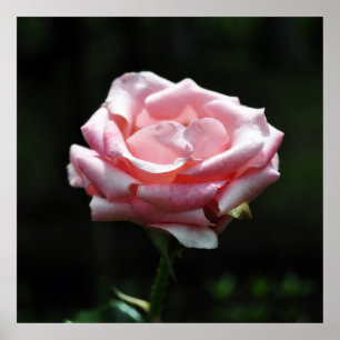 Roze Rose Close-up Poster