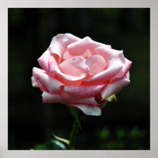 Roze Rose Close-up Poster (Voorkant)