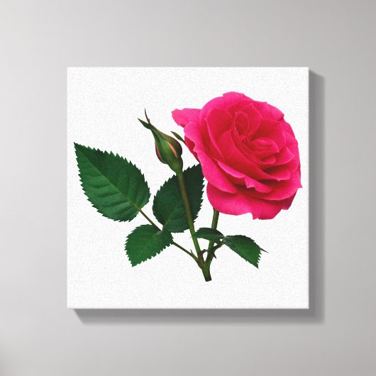 Roze Rose en Bud Canvas Afdruk (Voorkant)