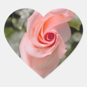 Roze Rose Foto Hart Sticker