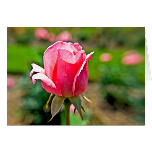 Roze Rose Garden (Voorkant Horizontaal)