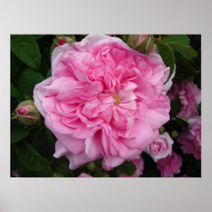 Roze Rose  Garden Flowers Florence Poster