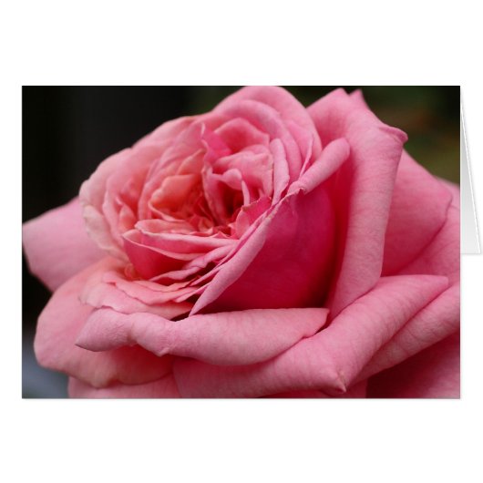 Roze Rose I  Floral fotografie (Voorkant Horizontaal)