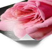 Roze Rose I  Floral fotografie Foto Afdruk (Hoek)