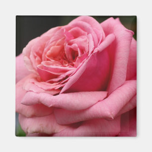 Roze Rose I Floral fotografie Magneet