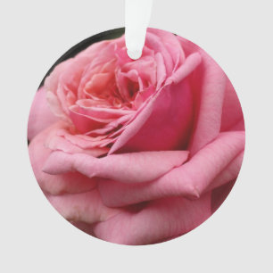 Roze Rose I Floral fotografie Ornament