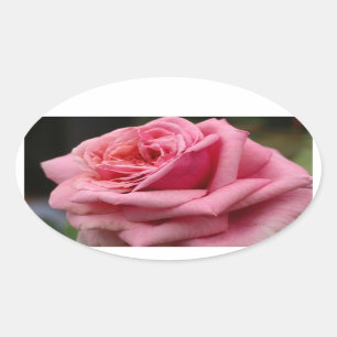 Roze Rose I  Floral fotografie Ovale Sticker