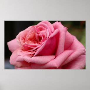Roze Rose I Floral fotografie Poster