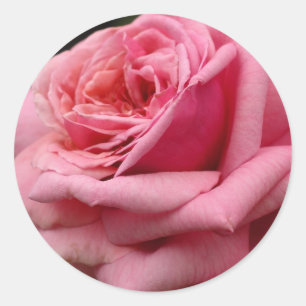 Roze Rose I Floral fotografie Ronde Sticker